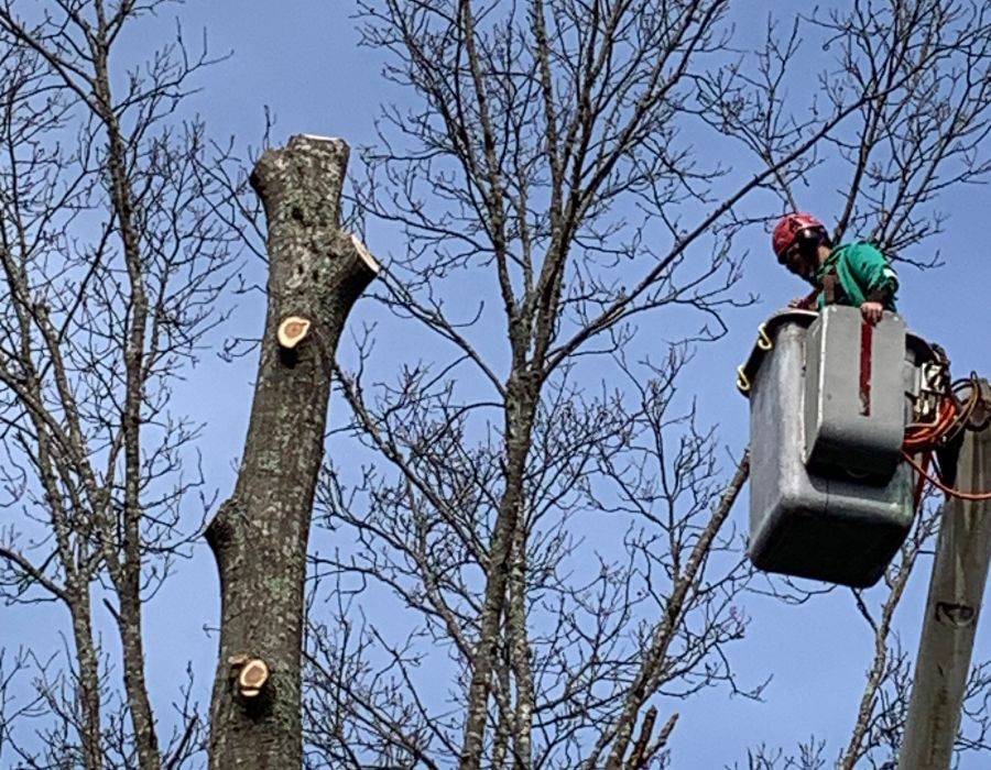 tree service near me-003