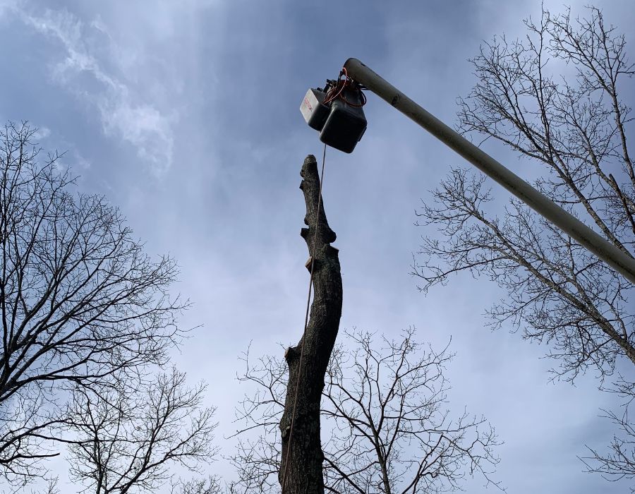 tree service near me-004