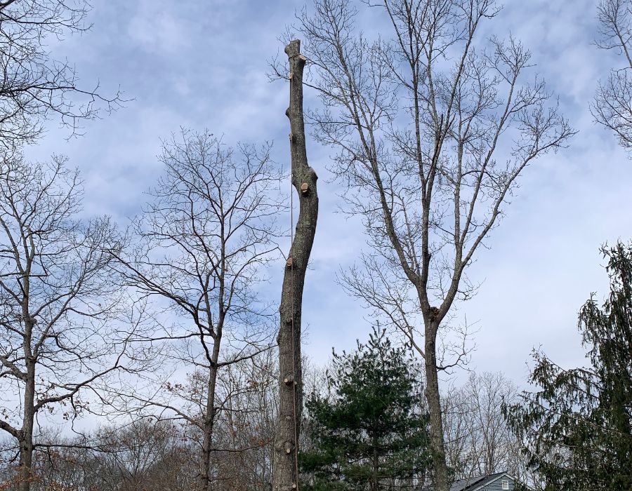 tree service near me-008